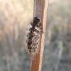 Acronicta rumicis